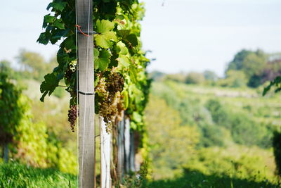 Close-up of vineyard