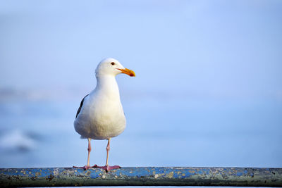 Close-up of seagull perching on a sea against sky