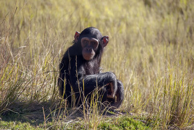 Chimpanzee in south africa