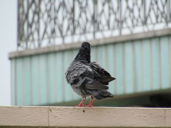 Close-up of pigeon perching on railing against wall