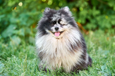 Portrait of a dog on field