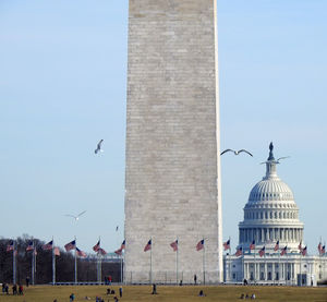 Low angle view of birds in front of the washington monument and the us capital rotunda.