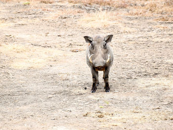 Warthog,a very forgetful animal.