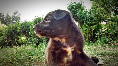 Close-up of dog looking away