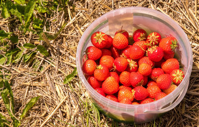 High angle view of strawberries in container on field