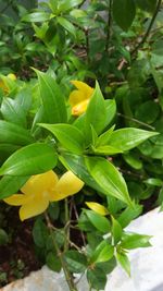 Close-up of yellow flowers