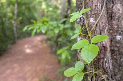 Close-up of plant against blurred background