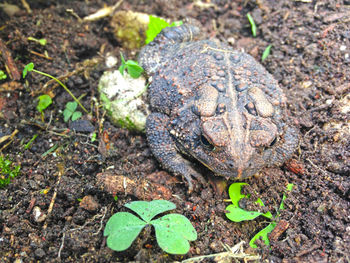 High angle view of lizard on land