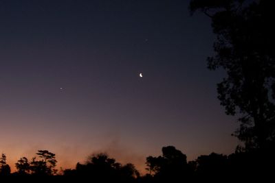 Low angle view of silhouette trees against sky at night