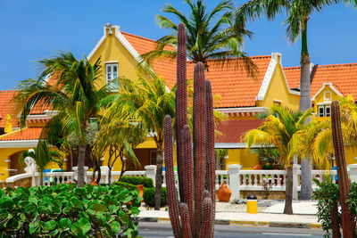 Palm trees by swimming pool against building