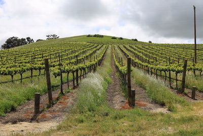 Scenic view of vineyard against sky