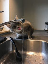 Cat sitting in a container