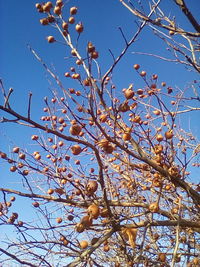 Low angle view of flower tree against sky