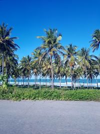 Palm trees on beach against clear blue sky