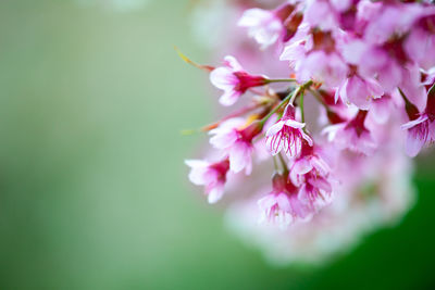 Close-up of pink cherry blossoms