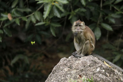 Portrait of monkey sitting on rock against plants