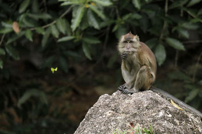 Monkey sitting on rock against trees