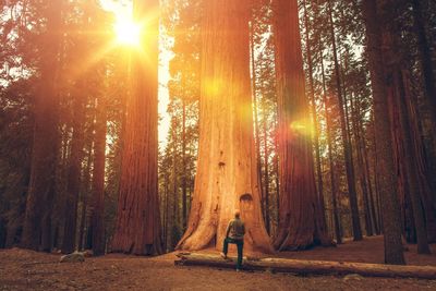 Man standing by tree in forest during sunny day