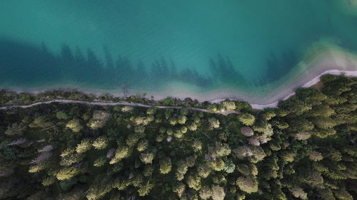 Scenic view of forest against sky