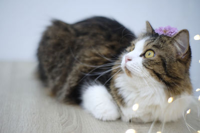 Close-up of cat looking away