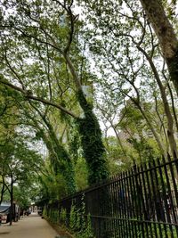 Road passing through trees