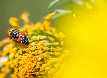 Close-up of ladybugs on yellow flowers