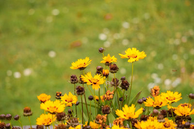 Close-up of bee on yellow cosmos flower blooming in field