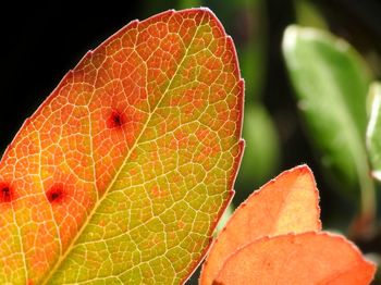 Close-up of leaf against black background