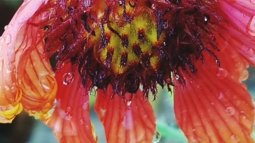 Close-up of honey bee on flower