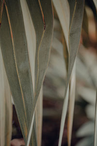 Close-up of succulent plant