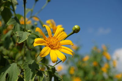 Close-up of yellow flowering plant against sky