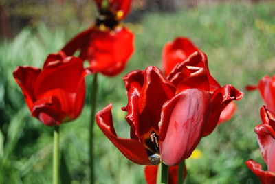 Close-up of red roses