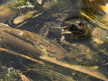 Close-up of frog in sea