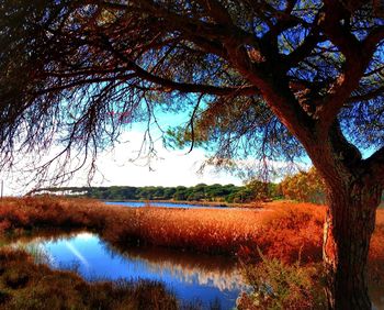 Scenic view of trees against sky