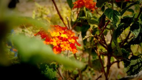 Close-up of orange flowers