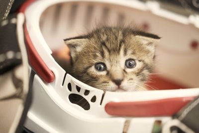 Portrait of cat relaxing on chair