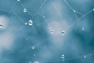 Close-up of spider web