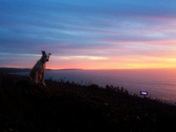 Horse on tree against sky during sunset