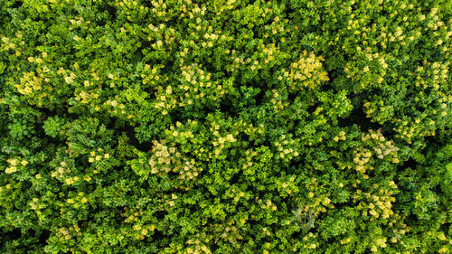 Full frame shot of plants