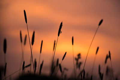 Close-up of plants growing on field against sky during sunset