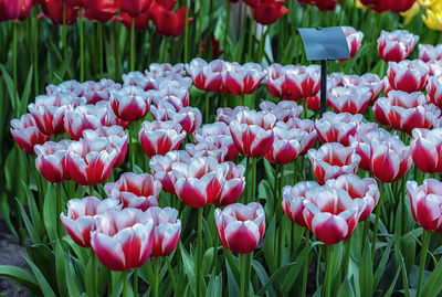 Close-up of tulips in field