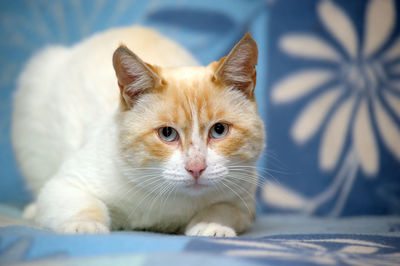 Close-up portrait of kitten