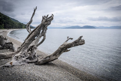 Driftwood on beach against sky