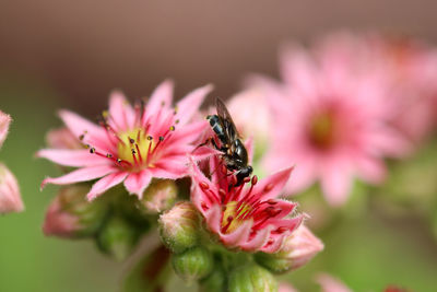 Close-up of insect on pink flower