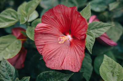 Close-up of pink flower