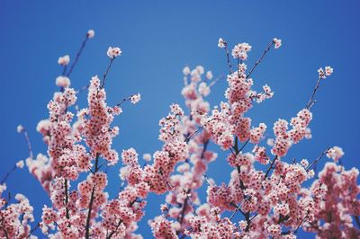 Low angle view of blooming tree against sky