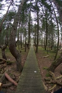 Boardwalk amidst trees in forest