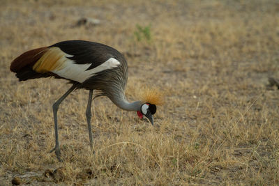 Grey crowned crane bird eating bugs in the grass