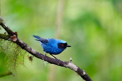 Close-up of blue bird perching on branch