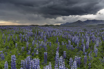 Plants growing on field against cloudy sky